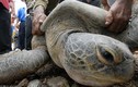13 ngư dân VN bị Philippines bắt vì nghi trộm rùa biển