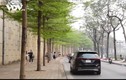 Video: Hàng cây bàng lá nhỏ xanh mơn mởn – góc Hàn Quốc “sống ảo” giữa Hà Nội