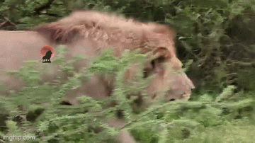 Clip: Cuộc đối đầu kịch tính đầy nguy hiểm giữa sư tử và linh cẩu
