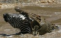 Loài cá sấu lớn nhất thế giới, nghiền nát con mồi bằng một cú cắn