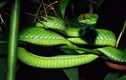 Ngắm vẻ đẹp “tử thần” của rắn Việt Nam: Rực rỡ nhưng cực độc! 