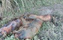 Lạng Sơn: Dân khốn khổ sống chung mùi lợn chết