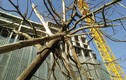 Chùm ảnh: Cây xanh mới trồng chết khô trên đường Hà Nội