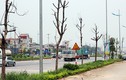 Ảnh: Hàng loạt cây xanh chết khô chờ đổ đè người ở Hà Nội