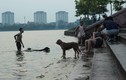 Ảnh: Người Hà Nội đưa chó xuống tắm ở hồ Tây vì nắng nóng