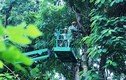 Ảnh: Công tác chuẩn bị chặt hạ, di dời 130 cây xanh đường Kim Mã
