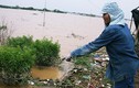 Nước sông Hồng lên cao, hàng nghìn gốc đào Nhật Tân bị nhấn chìm