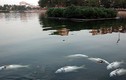 Đã tìm ra nguyên nhân cá nổi chết bất thường ở hồ Hoàng Cầu