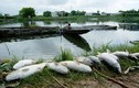 Hàng chục tấn cá nuôi ở Huế chết do sốc nhiệt nắng nóng