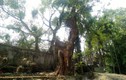 Hà Nội bán cây sưa 100 tỷ đồng: Dân buôn gỗ không dám mua