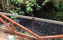 Kinh hãi nước thải đen ngòm xả trực tiếp ra môi trường ở La Phù