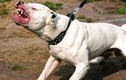 Chó Pitbull cắn xé, kéo lê người đàn ông 58 tuổi ở Hà Nội