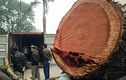 Ảnh: Cận cảnh chặt hạ cây sưa 100 tỷ ở Hà Nội
