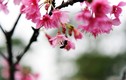 Hoa anh đào Nhật Bản bung nở giữa trời Hà Nội đúng Tết Nguyên đán
