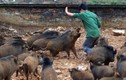 Kỳ lạ ở Việt Nam: Những chủ nhân nổi tiếng nhờ... lợn