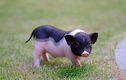 Bộ NN&PTNT đề nghị kiểm soát chặt việc buôn bán lợn cảnh mini
