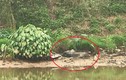 Hãi hùng phát hiện thi thể nam giới phân hủy mạnh trên sông Nhuệ