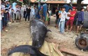 Cá voi “khủng” hơn 2 tấn, dài 6m dạt vào bờ biển Khánh Hòa
