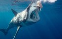 Chân dung loài cá mập "khét tiếng", chuyên tấn công người