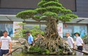 Bí mật chưa từng "khui" từ những cây bonsai đắt đỏ của đại gia Việt