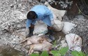 Phát hoảng hàng chục bao tải xác lợn chết vứt cạnh sông Lam