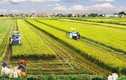 Tập trung và tích tụ đất sản xuất nông nghiệp trong đổi mới mô hình tăng trưởng