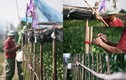 Người dân trồng hoa ly lắp điện, buộc rào canh “đạo chích” dịp Tết Nguyên đán 2020