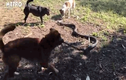 Video: 4 chú chó “đánh nhau” với rắn hổ mang cứu chủ