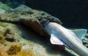 Video: Cá mập thảm săn mồi bằng khả năng ngụy trang đỉnh cao