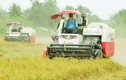 Soi năng lực Cty Trung An của tổng GĐ Phạm Thái Bình phát ngôn “sốc” về gạo bẩn