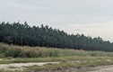 Địa ốc Đức Anh “vẽ” dự án ma ở Bình Phước: Khách hàng cẩn thận ngậm "quả đắng"