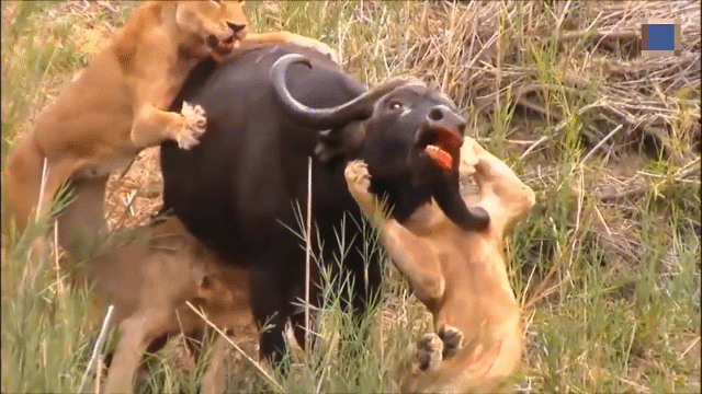 Video: Trâu rừng nổi điên húc toạc nách sư tử cái
