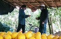Nông dân trồng bưởi Diễn ở Hà Nội kiếm tiền tỷ vụ Tết