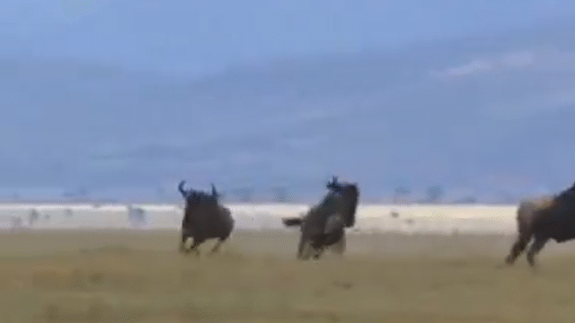 Video: Báo săn và màn đua tốc độ đỉnh cao với linh dương đầu bò