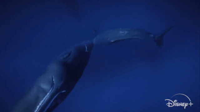 Video: Lần đầu quay cảnh cá nhà táng bú sữa mẹ