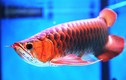 Loài cá đỏ như máu, ý nghĩa quyền quý và thịnh vượng đại gia Việt săn mua