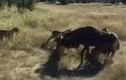 Video: 1 chọi 8, linh dương đầu bò vẫn khiến đàn sư tử thua muối mặt