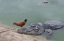 Video: Đứng tim con gà trống thoát khỏi miệng cá sấu trong gang tấc