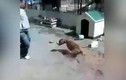 Video: Người đàn ông trả giá đắt vì trêu chó