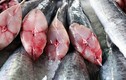 8 loại cá chứa nhiều thủy ngân và chất độc, càng ăn nhiều càng hại gan