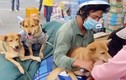 Yêu cầu báo cáo vụ tiêu hủy đàn chó của cặp vợ chồng về Cà Mau tránh dịch