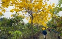 Cuồng hoa phong linh, dân Hà thành rủ nhau mua trồng, giá 5 triệu/cây