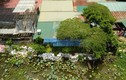 “Mục sở thị” loạt công trình gây nhếch nhác quy hoạch chung ở phường Quảng An