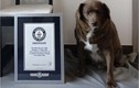 Tổ chức Guinness vinh danh chú chó già nhất thế giới 