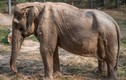 Ám ảnh với bức ảnh voi Thái Lan biến dạng sau 25 năm 