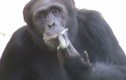 Video: Tinh tinh “phì phèo” hút thuốc lá như người 