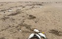 Bí ẩn hàng nghìn con chim cánh cụt chết dạt vào bờ biển Uruguay 