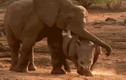 Clip: Màn kịch chiến nảy lửa giữa voi và tê giác