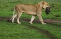 CLIP: Sư tử ‘chơi đùa’ với lợn con và cái kết bất ngờ
