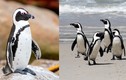 Chim cánh cụt nhận ra bạn tình bằng cách ghi nhớ đốm chấm 